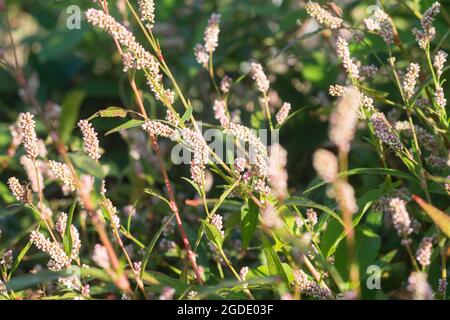 Persicaria maculosa, gepunkteter Damendaumen, Jesuspflanze, Rotschenkelblüten, Nahaufnahme selektiver Fokus Stockfoto