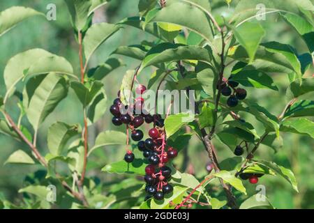 Prunus serotina, wilde schwarze Kirschbeeren auf Zweig Nahaufnahme selektiver Fokus Stockfoto
