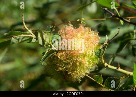 Diplolepis rosae, Rose bedeguar Gall auf Zweig Nahaufnahme selektiver Fokus Stockfoto