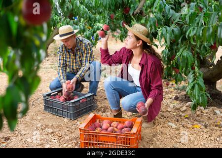 Die Bäuerin pflückt im Garten reife Pfirsiche. Pfirsiche im Obstgarten ernten Stockfoto