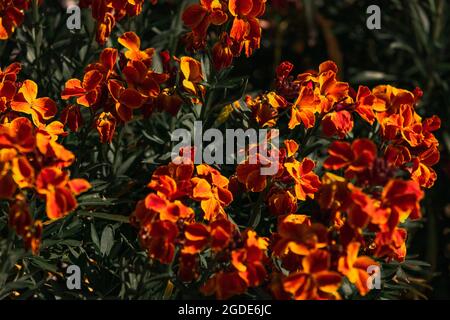 Gruppe von roten Blumen, die im Frühling blühen Stockfoto