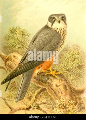 John Gerard Keulemans - Hobby - britische Vintage Bird Illustration - farbige Figuren der Vögel der Britischen Inseln - 1885 Stockfoto