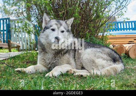 Husky Hund liegt auf einem Gras an einem Sommertag Stockfoto