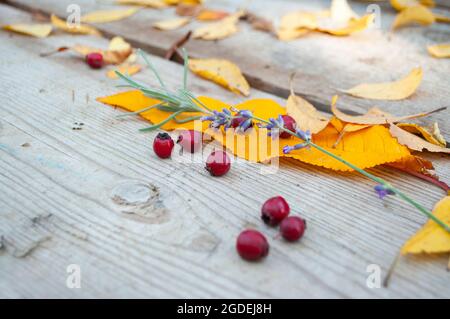 Goldene Herbstblätter und rote reife Beeren auf rustikalem Holzhintergrund. Stockfoto