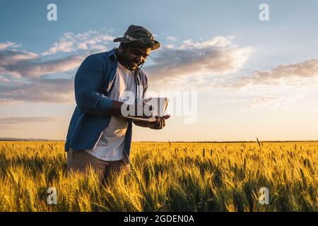 Bauer steht in seinem wachsenden Weizenfeld. Nach erfolgreicher Aussaat untersucht er die Ernte. Stockfoto