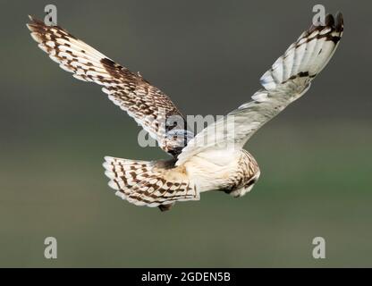 Kurzohreule (ASIO flammeus) schwebt über Beute, North Uist, Äußere Hebriden, Schottland Stockfoto