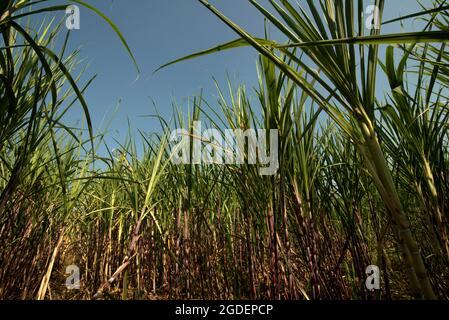 Zuckerrohrpflanze auf einer Plantage am Straßenrand in Karanganyar, Zentral-Java, Indonesien. Stockfoto