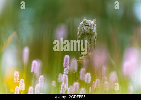 Eine sehr seltene eurasische Scopus Owl (Otus Scops), die auf einem Baumstamm auf einer blühenden Wiese sitzt. Schönes grünes Bokeh, geringe Schärfentiefe. Stockfoto