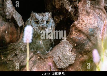 Eine sehr seltene eurasische Scops Owl (Otus Scops), die aus einem Loch in einem Baumstamm blickt. Rund um blühende Wiese, schöne bunte Bokeh. Stockfoto