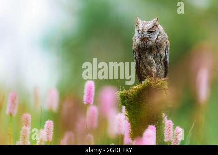 Eine sehr seltene eurasische Scopus Owl (Otus Scops), die auf einem Baumstamm auf einer blühenden Wiese sitzt. Schönes grünes Bokeh, geringe Schärfentiefe. Stockfoto