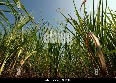 Zuckerrohrpflanze auf einer Plantage am Straßenrand in Karanganyar, Zentral-Java, Indonesien. Stockfoto