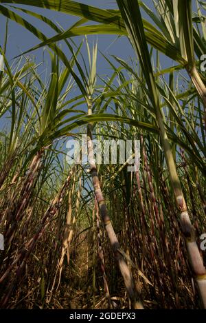 Zuckerrohrpflanze auf einer Plantage am Straßenrand in Karanganyar, Zentral-Java, Indonesien. Stockfoto