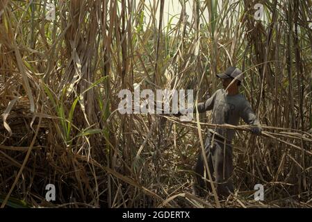 Ein Arbeiter, der trockenes Zuckerrohr in einem Plantagengebiet in Karanganyar, Zentral-Java, Indonesien, erntet. Stockfoto