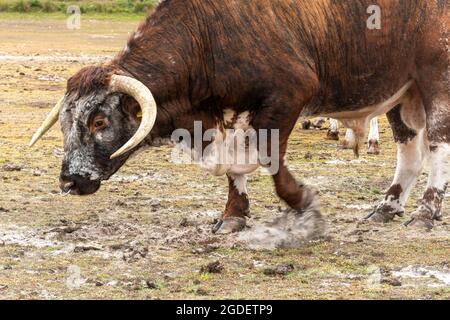 Der alte englische Longhorn-Bulle zeigt aggressives Verhalten, indem er mit seinem HUF, England, Großbritannien, den Boden aufstampft Stockfoto