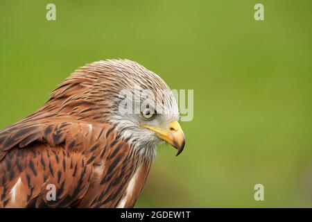 Roter Drachen, Greifvogelporträt, Gelbes Auge und Schnabel. Grünes Gras im Hintergrund Stockfoto