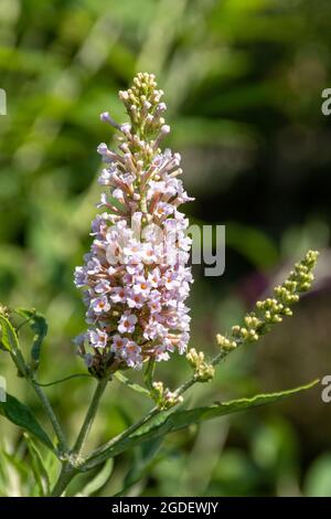 Buddleja davidii Les Kneiale (Buddleia-Sorte), bekannt als Schmetterlingsbusch, blüht im August oder Sommer in Großbritannien Stockfoto