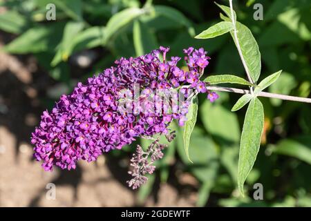 Buddleja davidii Nanho Purple (Buddleia-Sorte), bekannt als Schmetterlingsbusch, blüht im August oder Sommer in Großbritannien Stockfoto