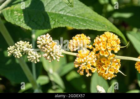 Buddleja x weyeriana Sungold (Buddleia-Sorte), bekannt als Schmetterlingsbusch, blüht im August oder Sommer in Großbritannien Stockfoto