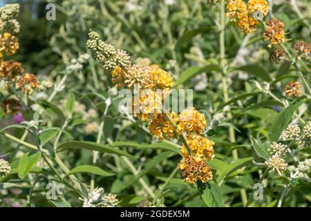 Buddleja x weyeriana Sungold (Buddleia-Sorte), bekannt als Schmetterlingsbusch, blüht im August oder Sommer in Großbritannien Stockfoto