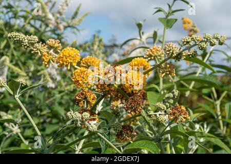 Buddleja x weyeriana Sungold (Buddleia-Sorte), bekannt als Schmetterlingsbusch, blüht im August oder Sommer in Großbritannien Stockfoto