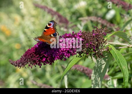 Pfauenschmetterling (Aglais io) auf Buddleja davidii Zuckerpflaumenblüte (Buddleia-Sorte), bekannt als Schmetterlingsbusch, im August oder Sommer in Großbritannien Stockfoto