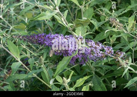 Buddleja davidii Ecolonia (Buddleia-Sorte), bekannt als Schmetterlingsbusch, blüht im August oder Sommer in Großbritannien Stockfoto