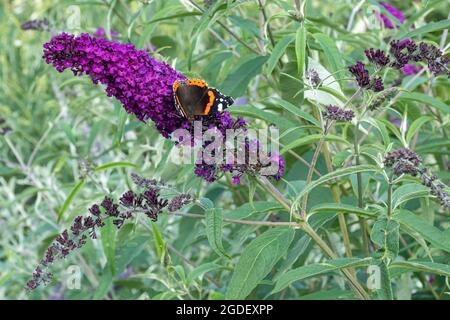 Roter Admiralschmetterling Vanessa atalanta auf Buddleja davidii Königliche Rote Blume (Buddleia-Sorte), bekannt als Schmetterlingsbusch, im August oder Sommer in Großbritannien Stockfoto