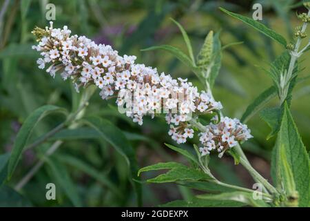 Buddleja davidii Les Kneiale (Buddleia-Sorte), bekannt als Schmetterlingsbusch, blüht im August oder Sommer in Großbritannien Stockfoto