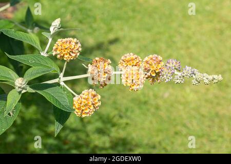 Buddleja weyeriana 'Golden Glow' (Buddleia-Sorte), bekannt als Schmetterlingsbusch, blüht im August oder Sommer in Großbritannien Stockfoto