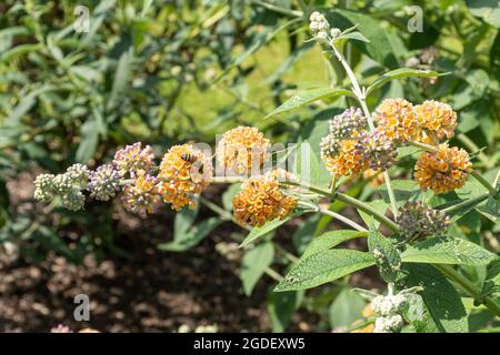 Buddleja weyeriana 'Golden Glow' (Buddleia-Sorte), bekannt als Schmetterlingsbusch, blüht im August oder Sommer in Großbritannien Stockfoto