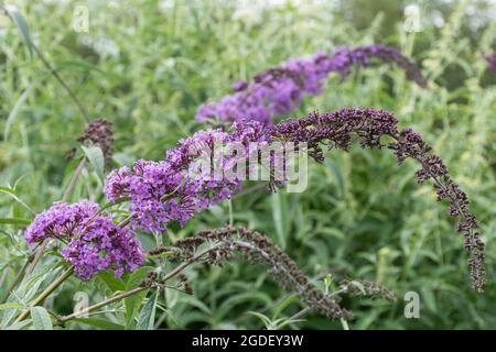 Buddleja davidii Gonglepod (Buddleia-Sorte), bekannt als Schmetterlingsbusch, blüht im August oder Sommer in Großbritannien Stockfoto