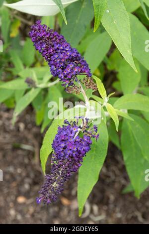 Buddleja davidii Black Knight (Buddleia-Sorte), bekannt als Schmetterlingsbusch, blüht im August oder Sommer in Großbritannien Stockfoto