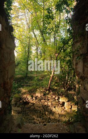 Alte historische Ruine Burgmauer Scharfeneck im Wald. Natur vor der Ruine. Verlassene Burg mit leerem Wald mit Sonnenlichtern in Österreich. Stockfoto