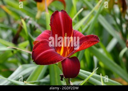 Hemerocallis Marokko Rote Daylilienblüte Stockfoto