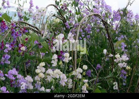 Lathyrus odoratus Weihrauch Mixed Sweet Pea Blumen bekannt für ihren Duft Stockfoto