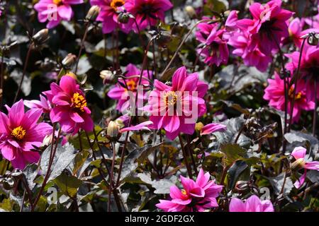 Ein Bett von Dahila Excentrique Blume, die in einem Landgarten wächst Stockfoto