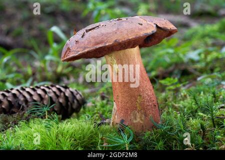 Essbarer Pilz Neoboletus luridiformis im Fichtenwald. Bekannt als Scarletina bolete. Wilder Bolete-Pilz wächst im Moos. Stockfoto