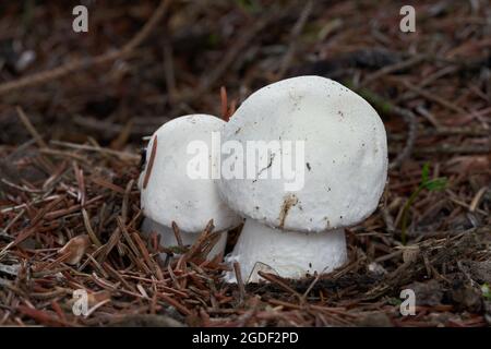 Essbarer Pilz Agaricus arvensis im Fichtenwald. Bekannt als Pferdepilz. Zwei weiße Pilze wachsen in den Nadeln. Stockfoto