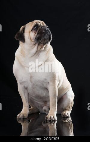 Fetter Mops auf schwarzem Hintergrund Stockfoto