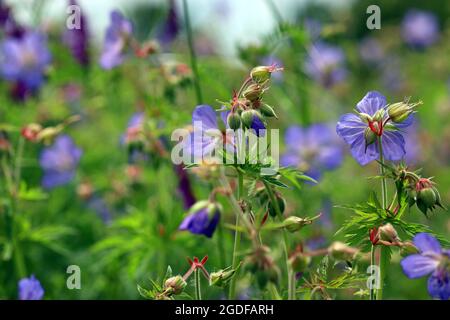 Wiesenkranesbill (Geranium Pratense) wächst in einer Wildblumenwiese, die mit getufteten Vetch verwickelt ist. Fotografiert im Juli auf einer englischen Wiese. Stockfoto