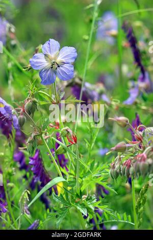 Wiesenkranesbill (Geranium Pratense) wächst in einer Wildblumenwiese, die mit getufteten Vetch verwickelt ist. Fotografiert im Juli auf einer englischen Wiese. Stockfoto