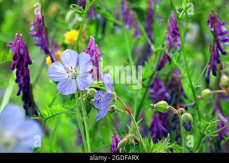 Wiesenkranesbill (Geranium Pratense) wächst in einer Wildblumenwiese, die mit getufteten Vetch verwickelt ist. Fotografiert im Juli auf einer englischen Wiese. Stockfoto