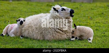 Kerry Hill Schafe, Mutterschafe mit Zwillingslämmern, eine seltene Rasse Sorte, Heligan, Cornwall, England, Großbritannien. Stockfoto