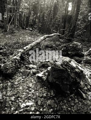 Im Inneren der alten historischen Ruinen von Scharfeneck im Wald. Schwarzweiß-Foto. Natur in den Ruinen. Verlassene Burg im Wald. Stockfoto