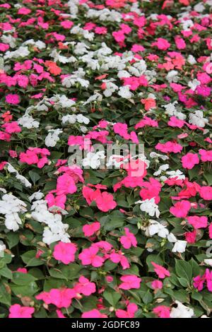 Rosa und weiß hübsche Petunien Blumen und Pflanzen, die in der Sommersonne wachsen. Stockfoto