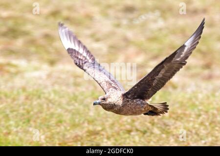 Great Skua (Stercorarius skua), Erwachsener auf dem Flug im Handa Island Nature Reserve, (Scottish Wildlife Trust), Highland, Schottland, Großbritannien. Stockfoto