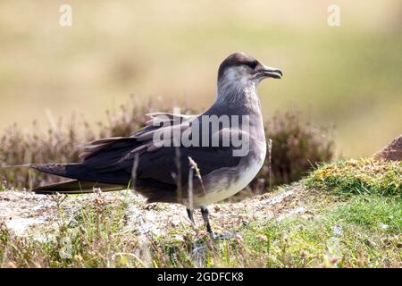 Arctic Skua oder parasitärer Jaeger (Stercorarius parasiticus), adulter, blasser Vogel auf dem Boden im Handa Island Nature Reserve (Scottish Wildlife Tru Stockfoto