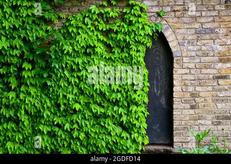 Steinmauer mit Efeu bedeckt, mit versteckter Tür. Stockfoto