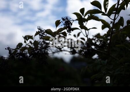 Frische Beeren hängen an einem Ast im Garten Stockfoto