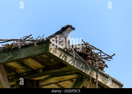 Der westliche Fischadler (Pandion haliaetus) auf dem Nest. Der Fischadler oder genauer gesagt der westliche Fischadler – auch Meeresfalke, Flussfalke und Fisch genannt Stockfoto